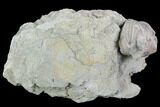 Blastoid (Pentremites) Fossil - Illinois #92228-1